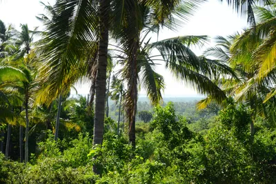 DSC_8298 (Large).JPG